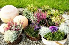 Breathtaking BEFORE/AFTER garden transformations