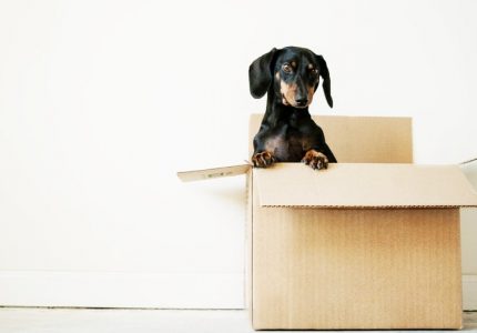 Moving has never been easier!