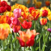 Beautiful Spring days with PRO HORTO STRGAR