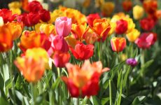 Beautiful Spring days with PRO HORTO STRGAR